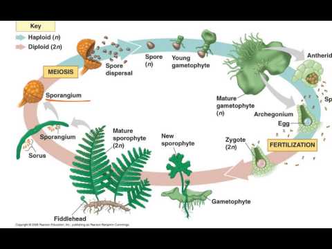 Fern Life Cycle: Phases And Characteristics (With Pictures) - Science - 2023