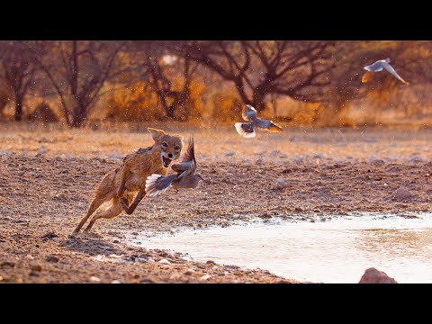 Wild Dogs Battle For Food | Dogs In The Wild: Meet The Family | BBC Earth