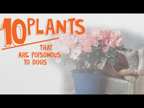 Top 10 Common Plants Poisonous to Dogs