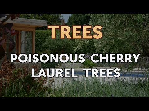Poisonous Cherry Laurel Trees - Youtube