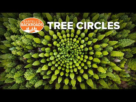 The mystery of Eldorado National Forest's circular tree groves explained | Bartell's Backroads