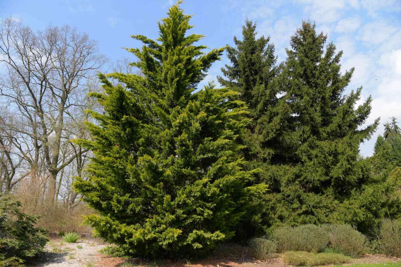How To Grow And Care For Leyland Cypress