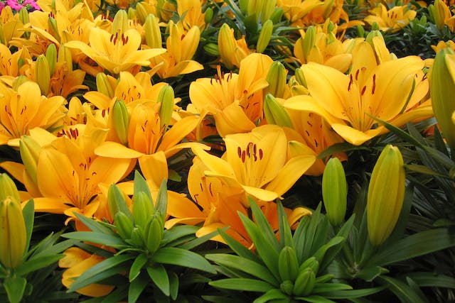 Lilies Poisoning In Dogs - Symptoms, Causes, Diagnosis, Treatment,  Recovery, Management, Cost