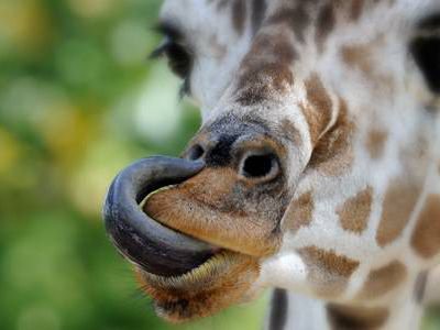 What Is The Color Of A Giraffe'S Tongue? - Quora