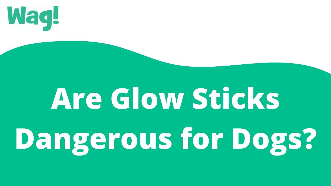 Are Glow Sticks Dangerous For Dogs?