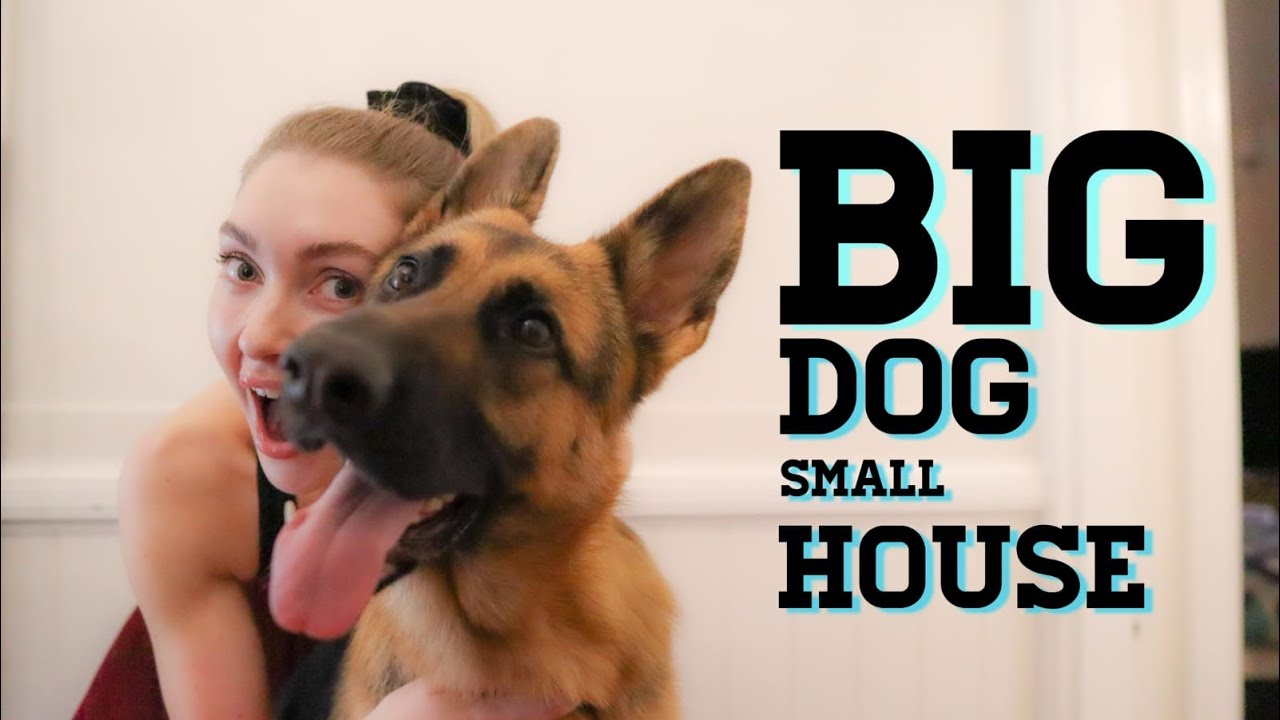 Can German Shepherds Live In Apartments? Big Dog, Tiny Space