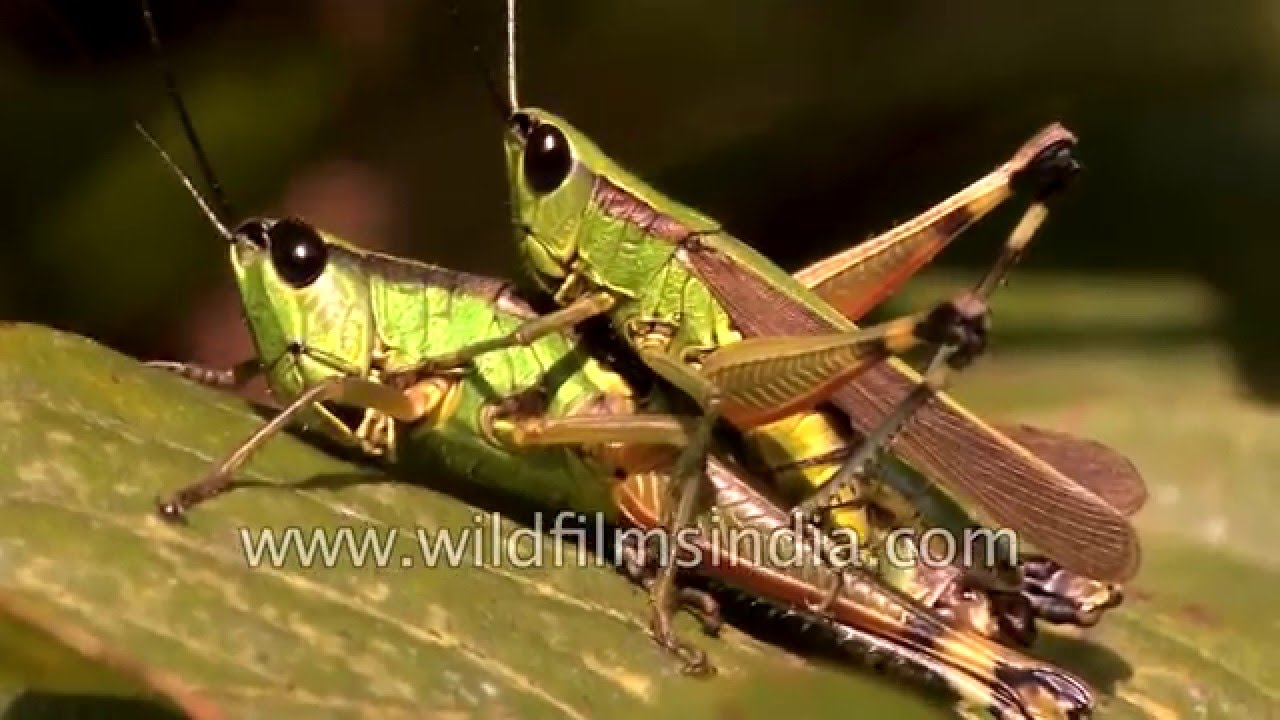 Grasshoppers Mating In Sikkim - Youtube