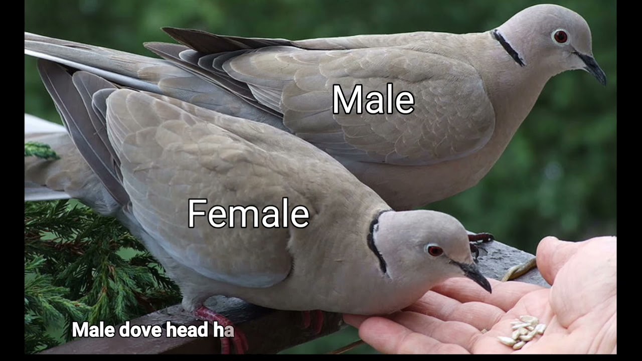 Dove Bird Male Female - Youtube