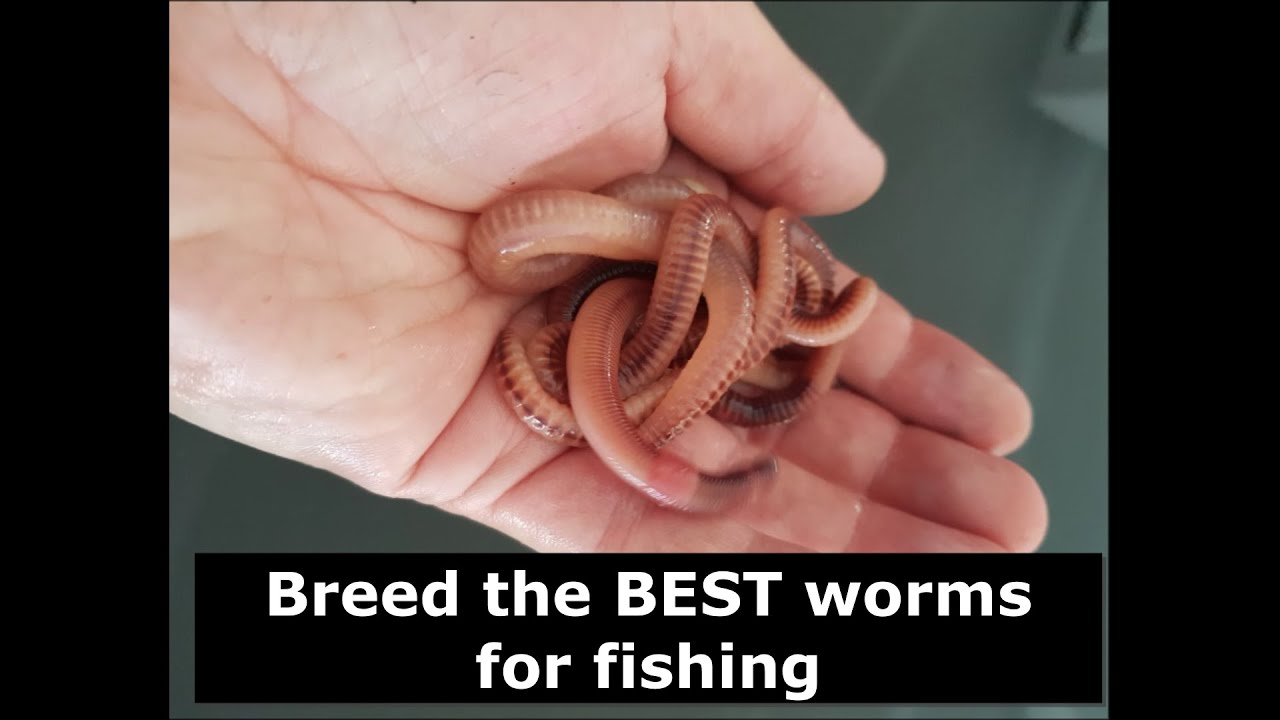 Breed The Best Worms For Fishing - European Night Crawlers - Youtube