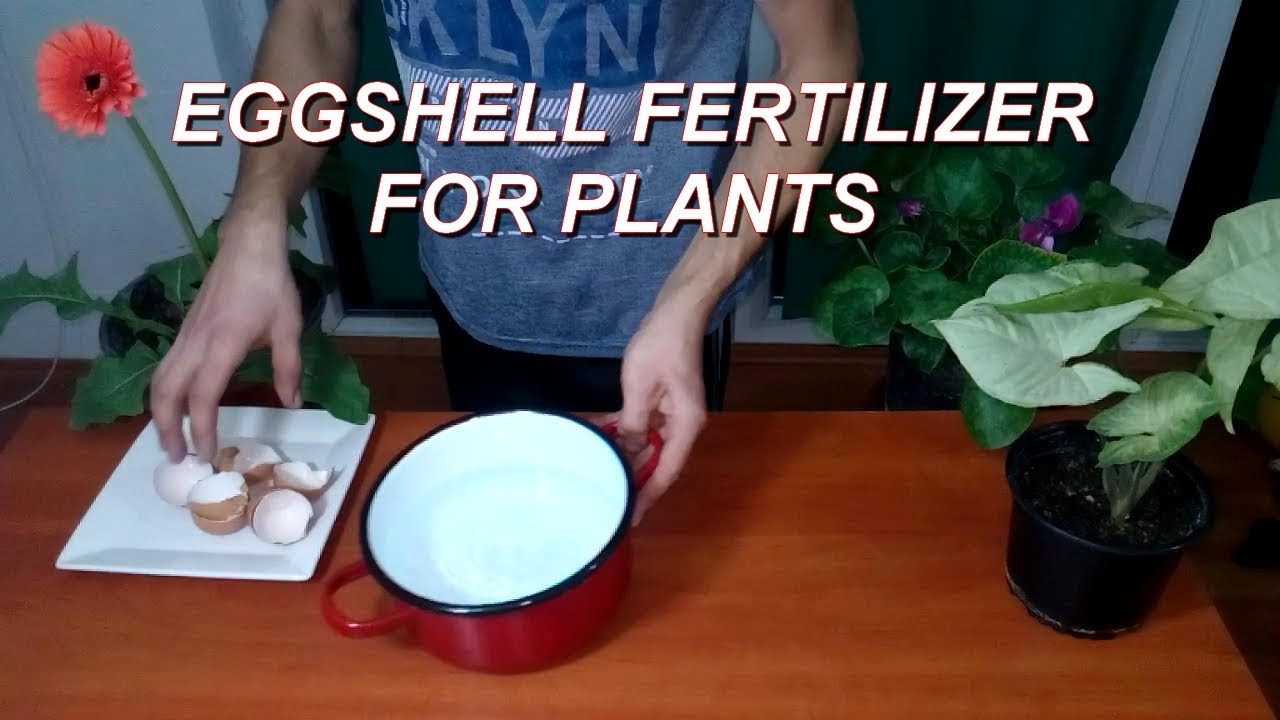 Use Eggshell Fertilizer For All Plants And Flowers - Youtube