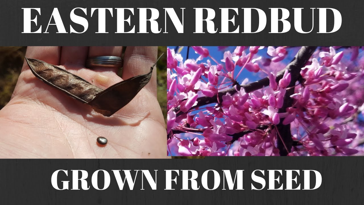 Complete Guide To Redbud Tree – What You Need To Know – Growit Buildit