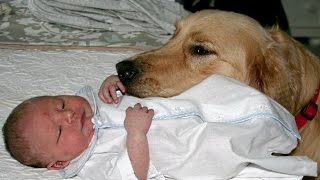Golden Retriever And Babies Compilation New - Youtube