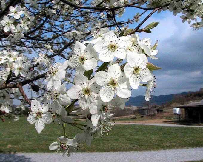 Why You Should Cut Down Bradford Pear Trees — Nashville Tree Conservation  Corps