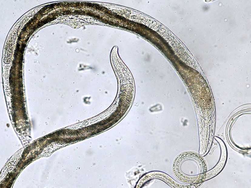 What Are Nematodes? These Tiny Worms Can Help Or Hurt Your Garden