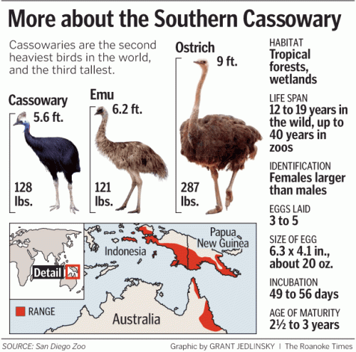 Should You Be Wary Of The Cassowary? - Virginia Zoo