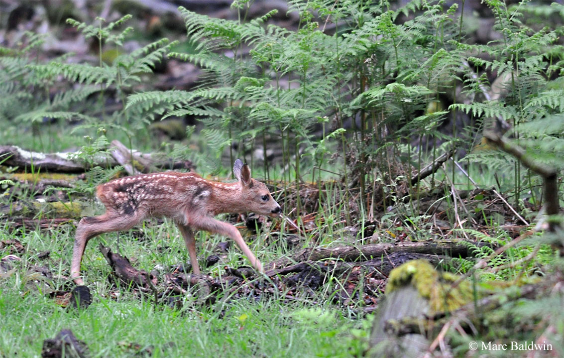 Red Fox Interaction With Other Species - Deer | Wildlife Online