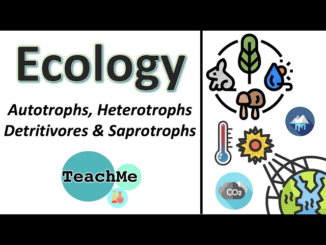 4.1) - Autotrophs, Heterotrophs, Detritivores, Saprotrophs - (Ib Biology) -  Teachme - Youtube