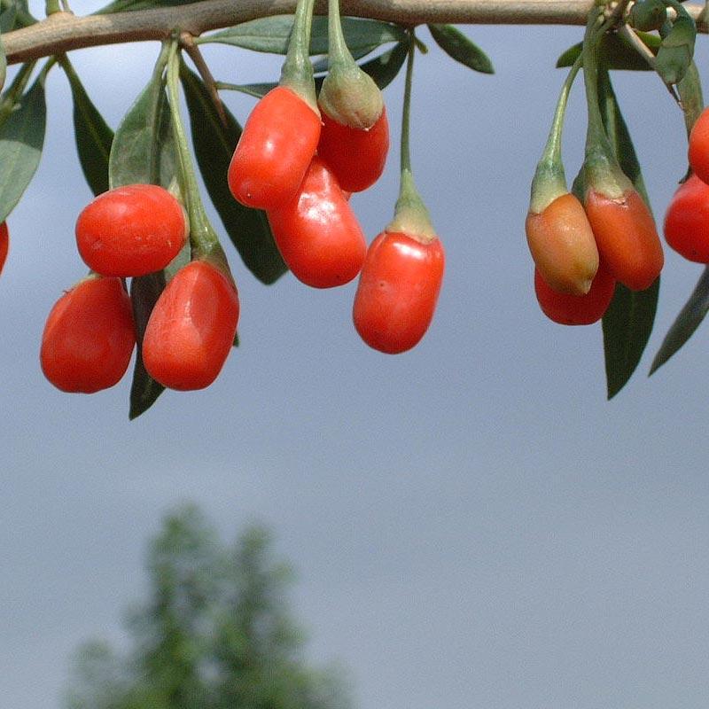 Strictly Medicinal Organic Goji Berry Seeds - Grow Organic