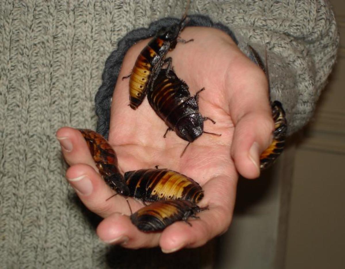 The Fascinating Truth About One Of The World'S Oldest Pests: Cockroaches -  Owlcation