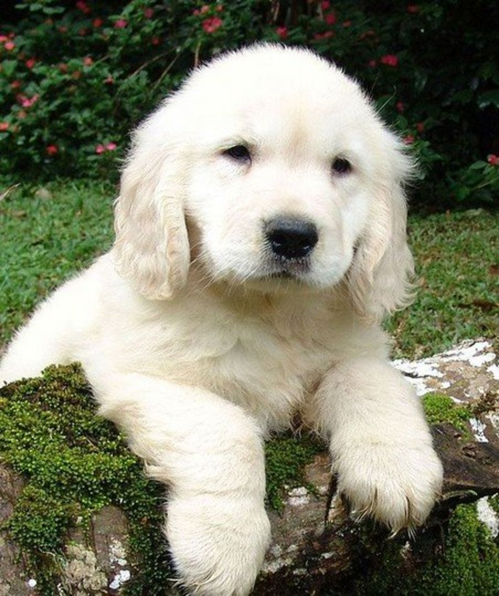 The Truth About English Cream (White) Golden Retrievers - Pethelpful