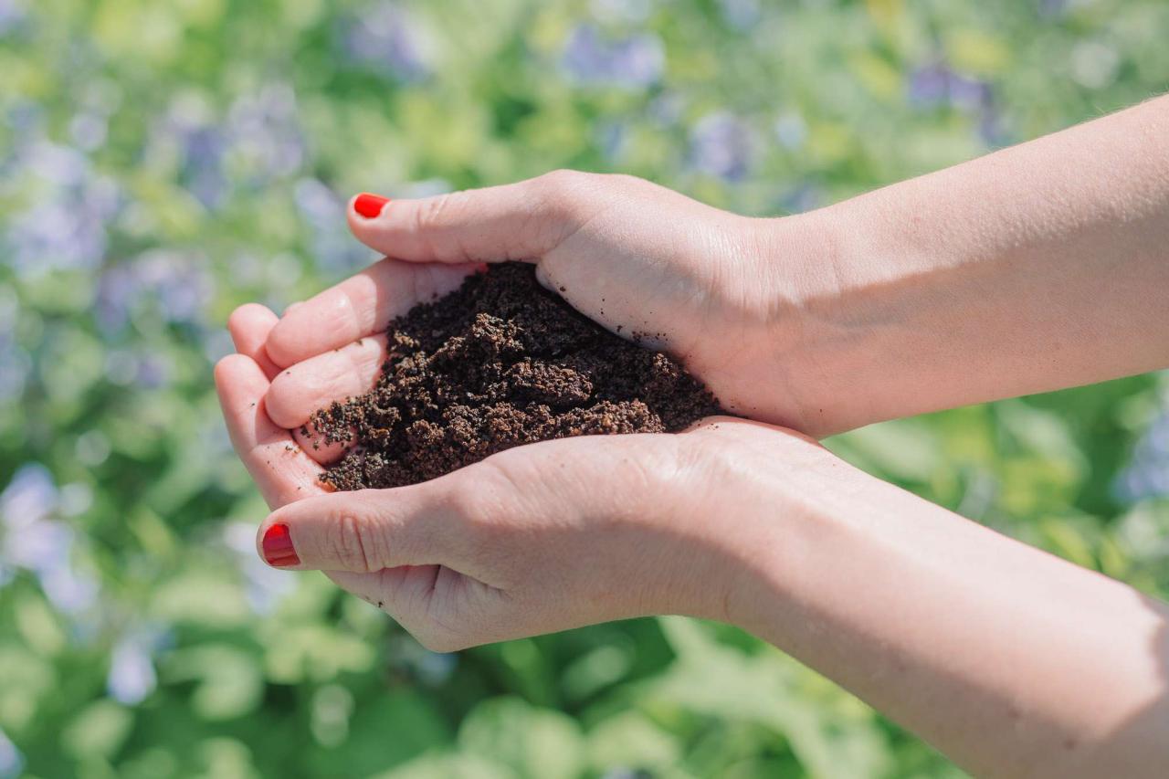 Using Coffee Grounds For Plants: Coffee In Compost And Fertilizer
