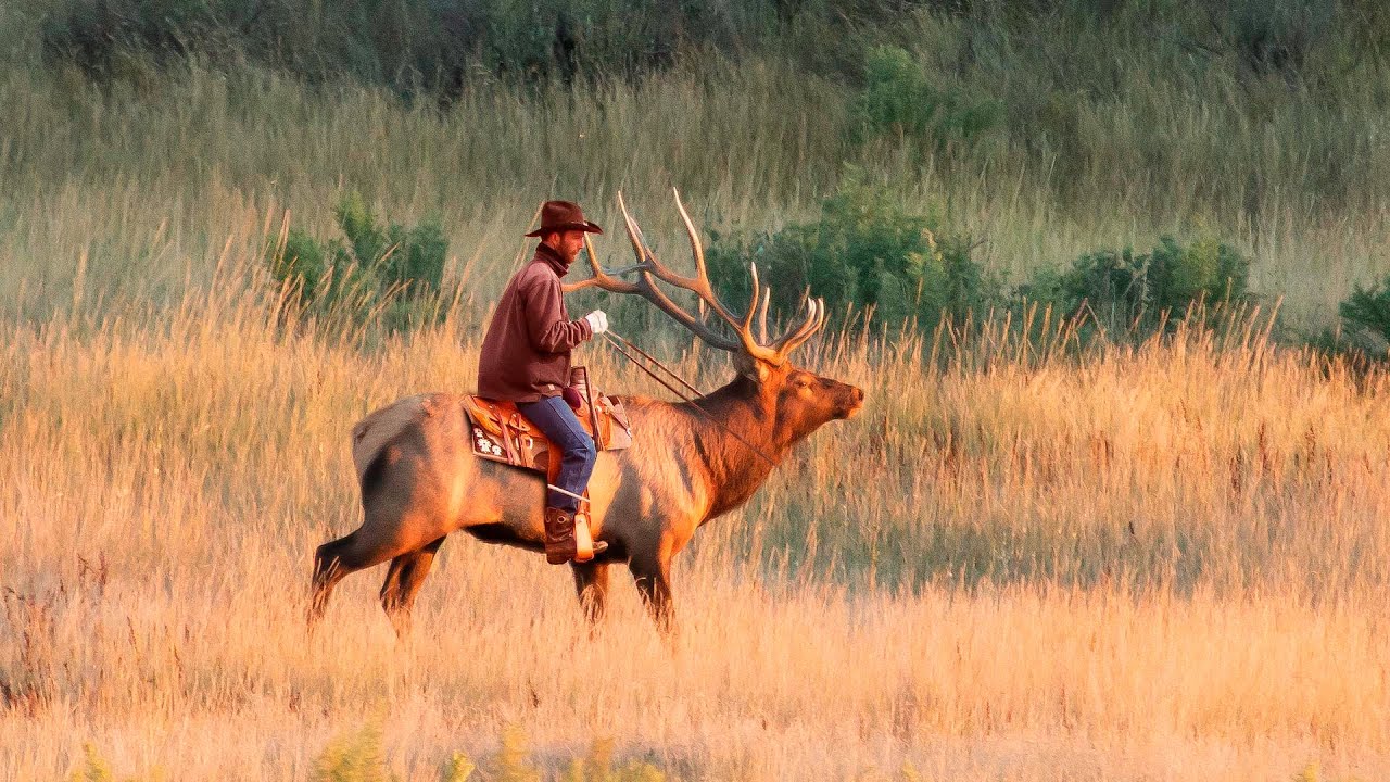 How Cool Would It Be If Red Dead Added Domesticated Elk Ad A Seasonal  Mount?? : R/Reddeadonline