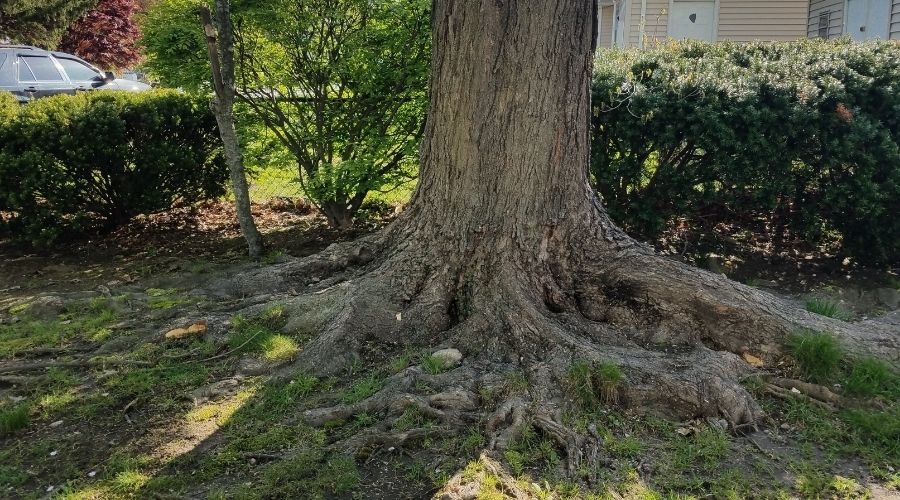 What To Do With Tree Roots Growing Above Ground • Rayzor'S Edge Tree Service