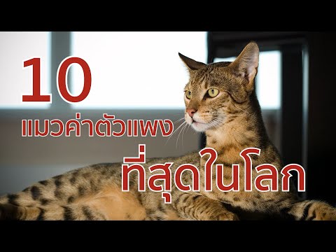 10 แมวค่าตัวแพงที่สุดในโลก