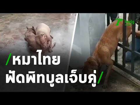 หมาไทยกระโดดข้ามกำแพง ฟัดกับพิทบูล เจ็บคู่ | 08-05-64 | ข่าวเช้าไทยรัฐ เสาร์-อาทิตย์